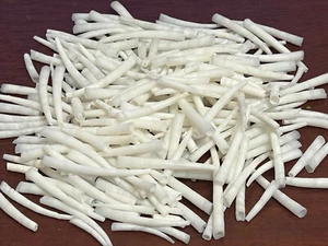 450+ PCS WHITE DENTALIUM APRINUM TUSK SHELLS 1/2 LB - Picture 1 of 5