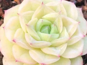 Echeveria White swan 🏵️Cutting about 3cm Succulent - Picture 1 of 3