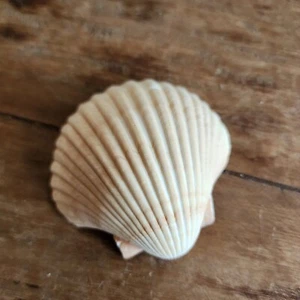 San Diego Scallop Shell Mexican Deeps - Wholesale Shells - Beach Decor - Picture 1 of 4