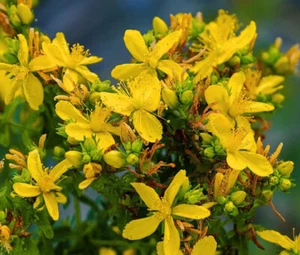 ST.JOHN'S WORT Hypericum Perforatum - 250 Bulk Seeds - Picture 1 of 3