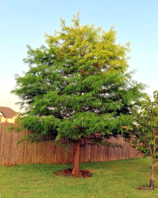 Montezuma Bald Marsh Cypress Tree Seeds (Taxodium mucronatum) Fast, Bonsai, Rare - Image 1 of 4