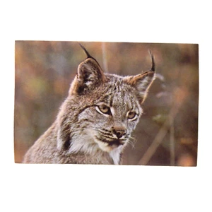 CANADA LYNX - Picture 1 of 2