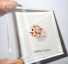 Saffron Crocus Seed in 75 mm Amber Clear Square Lucite Slide Education Aid SS75A