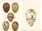(D7) Collection Of 11 Plates Of Bird Eggs By Henry Seebohm 1896