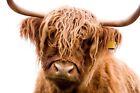 New Scottish Hairy Shaggy Cow Animal Photograph Art Print Poster Canvas Coo