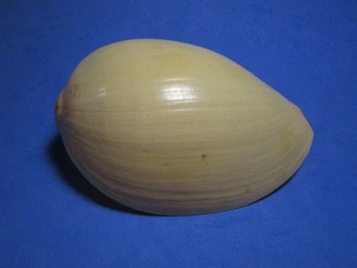 Melo Melo Lightfoot, 1786 "BAILER VOLUTE" (118,0 mm) Foto 1 de 4