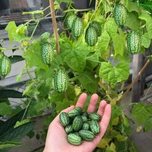 Thumb Wassermelonenkerne Wassermelone Minigemüse Bio 50 Stück ↑ → - Bild 1 von 25