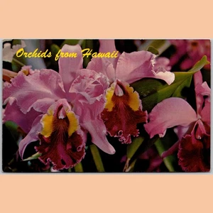 Postcard Orchids from Hawaii Cattleya Flowers Honolulu - Picture 1 of 4