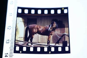 tolles altes Farb-Dia - braunes Pferd - Hengst  - 80-90er Jahre  - Picture 1 of 1