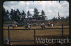 1957 Kodachrome Photo Slide Parkland Wa  Rodeo #2  Pierce County Horse