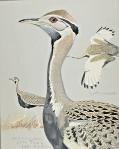 1927-30 Louis Fuertes Black Bellied Bustard Print Special Publication Abyssinian - Picture 1 of 8