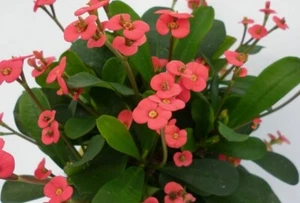 Euphorbia Somona Gabriella Red-Rare Red-Tinted Succulent | - Picture 1 of 6