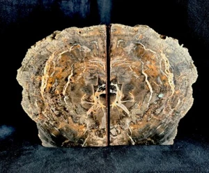 Ancient Petrified Wood Polished Bookends Variegated Brown Felted - Picture 1 of 8