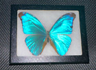 Real Framed Butterfly Morpho  Didius Blue Peru Riker Display