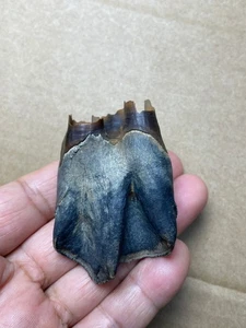 Esemplare di denti di mammifero grande dell'era glaciale 52 g Pleistocene - Foto 1 di 18