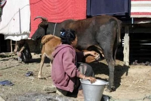 Dairy Farm Production CD Cows 30 Books Cattle Calf Calves Raising Milk Bull - Picture 1 of 3