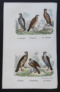 BUFFON début 19ème - Gravure couleurs OISEAUX : Rapaces (Autour, Faucon...) - Picture 1 of 2