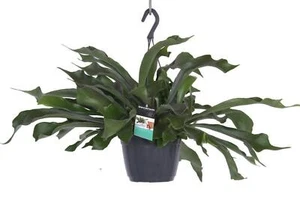 Geweihfarn, (Platycerium bifurcatum), in der 18cm Hängeampel, ca. 40cm hoch - Bild 1 von 1