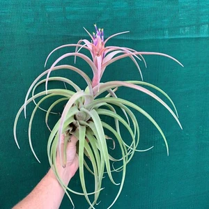 Air Plant, Bromeliad, Tillandsia My Sweet Rose (7-8cm) (Auto Combine Postage) - Picture 1 of 5