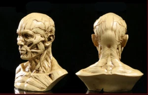 4" Human Anatomy Skull Head Muscle Bone Medical Arts Teaching Model Sand - Picture 1 of 8