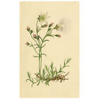 Alpine Sandwort Flower in Miniature – early 19th-century watercolour painting