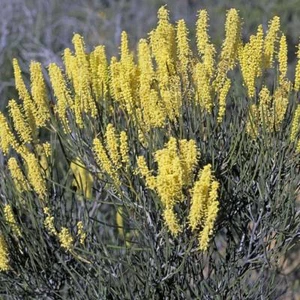 Grevillea didymobotrya 10 seeds - Picture 1 of 3