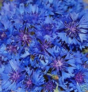1000 Samen Kornblume Blauer Junge - Centaurea cyanus 