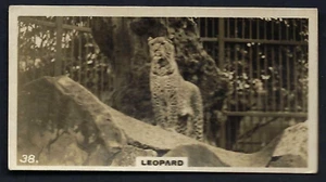 WILLS (NZ) - ZOO - #38 LEOPARD - Picture 1 of 2