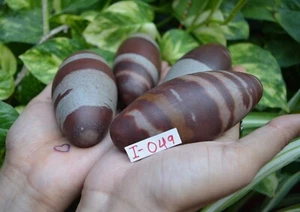 Piedra Shiva Lingam 3,75" Río Narmada India Muy Excelente y Piadoso Lingam-I-049 - Imagen 1 de 11