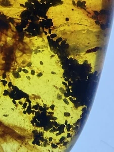HUGE Spider + Web + Coprolite Fossil Inclusion, In Genuine Burmite Amber, 98MYO - Picture 1 of 10