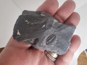 Fósil trilobite Elrathia Kingi Utah Cámbrico 550 millones de antigüedad - Imagen 1 de 4