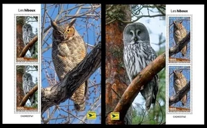 Central Africa 2024 Owls. (237) - Picture 1 of 1