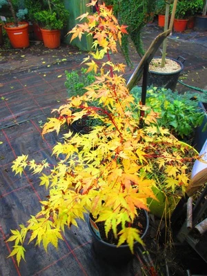 40inch inc. pot Japanese Maple  Acer palmatum Senkaki / Sangokaku 12litre - Image 1 of 4
