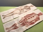 ANTIQUE MEDICAL HUMAN ANATOMY DIAGRAM EDUCATIONAL TEACHING SCHOOL MODEL