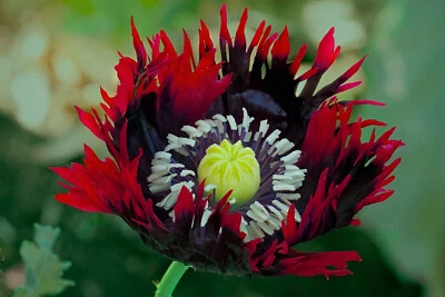 1,000 Fresh Jimi's Flag Poppy Seeds - P. Somniferum -BUY ONE GET ONE FREE! - Image 1 of 4