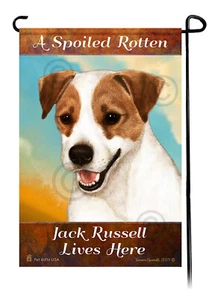 Jack Russell vive aquí un podrido marrón y blanco mimado - Imagen 1 de 1