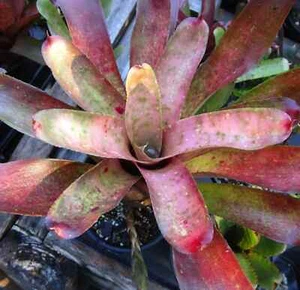BUY ANY 3 SAVE 15% Bromeliad Neoregelia PINK MOSAIC Marble Throat Hybrid! - Picture 1 of 3
