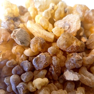Incense Church Tear Scent Boswellia Sacra Tree Natural Gum Resin Burnable Aroma - Picture 1 of 15