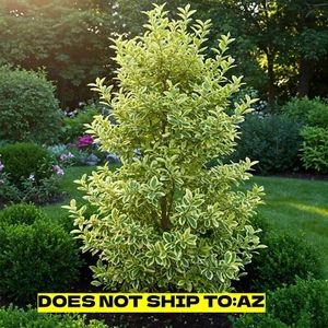 Privet Hedge Plant Ligustrum Variegated Sinense Live Shrub 1 Gal Pot 6-12" Tall - Picture 1 of 4