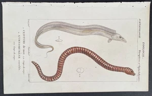 Turpin 1816 Antique hand-colored print: Hairtail & zebra eel, sea life fish - Picture 1 of 2