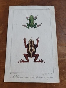 Paul Odaurt esemplare di rana albero verde 1800 Charles Motte litografia colorata - Foto 1 di 2