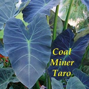 ~COAL MINER TARO~ Colocasia esculenta ORNAMENTAL ELEPHANT EAR Live potted Plant - Picture 1 of 6