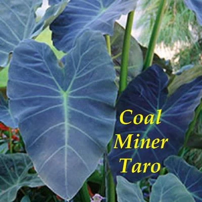 ~COAL MINER TARO~ Colocasia esculenta ORNAMENTAL ELEPHANT EAR Live potted Plant  - Image 1 of 4