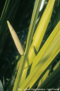Calamus (Acorus) Root Pure Essential Oil. UNDILUTED. BUY 2 GET 1 FREE! - Picture 1 of 1