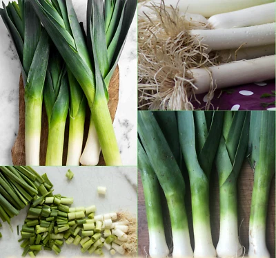 Leek Heirloom Mix 100+ Seeds Cool Season  HEIRLOOM Vegetables GARDEN Autumn Win - image 1 of 4