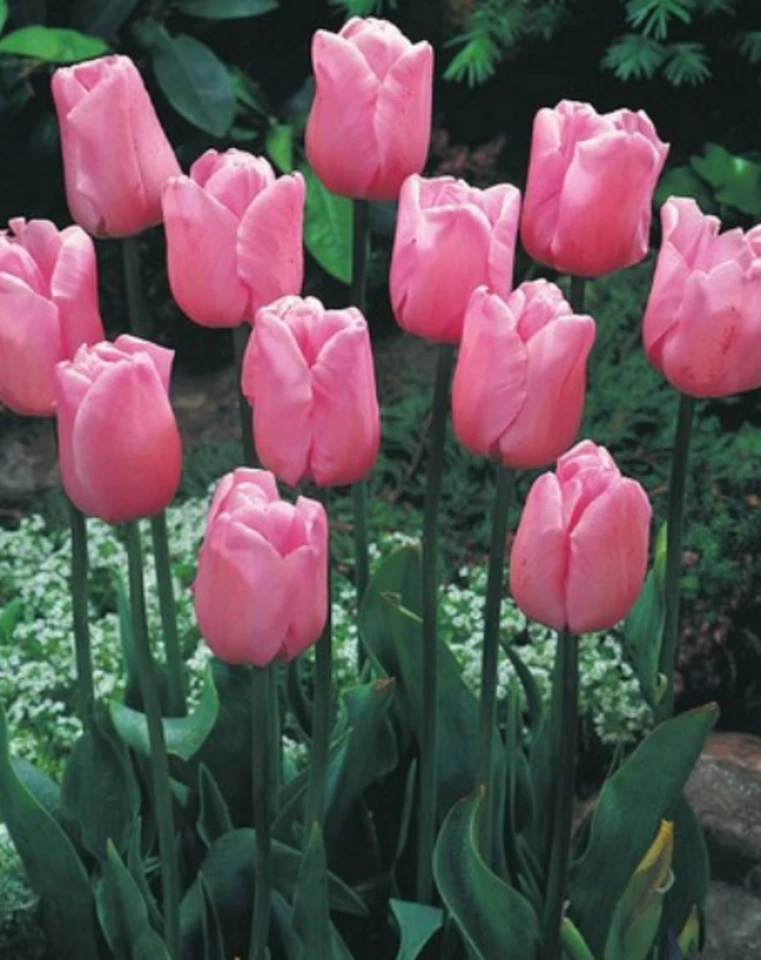 100 Tulpenzwiebeln Synaeda Amor Tulpen Blumenzwiebeln Angebot Lieferbar 9.9. - Bild 1 von 1