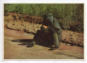 Babbuino che mangia su strada Sudafrica cartolina d'epoca continentale cromata NP - Foto 1 di 10