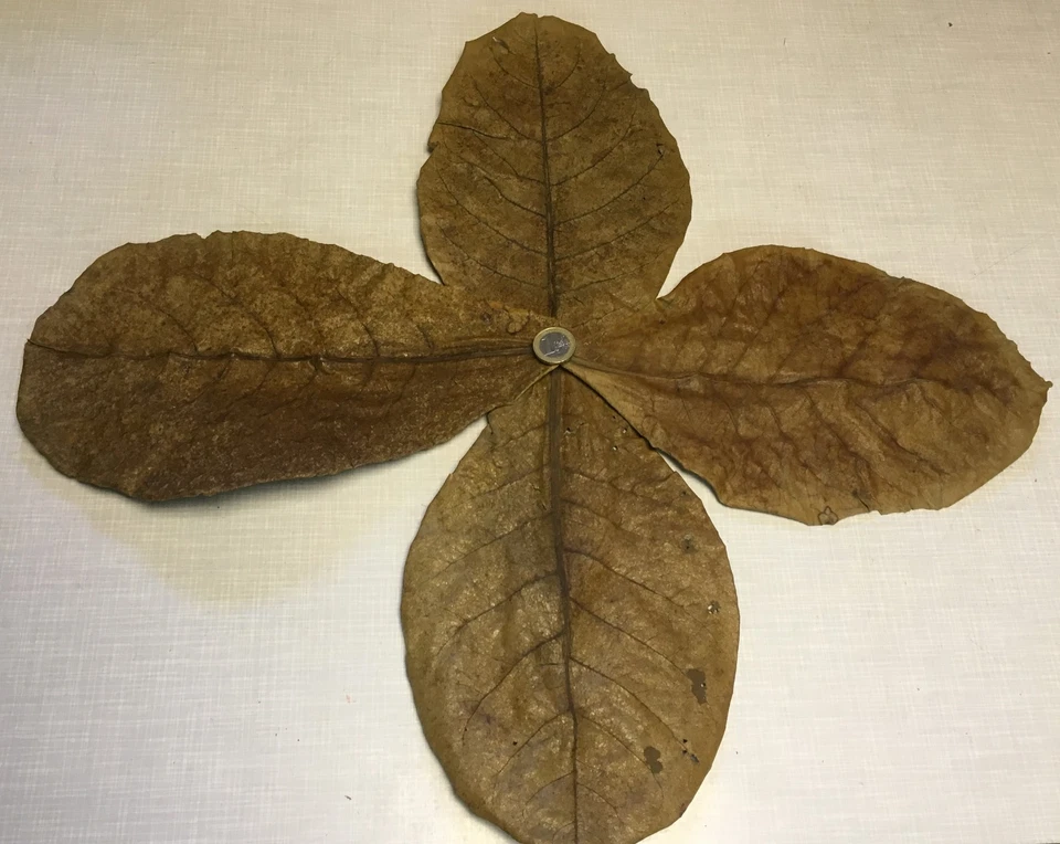 1,00 € für 4 Seemandelbaumblätter ca.20-25cm !!!! Mengenrabatt: +4, +12, +24 - Bild 1 von 1