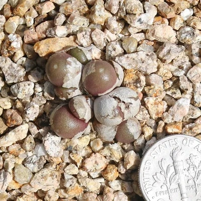 Conophytum brunneum - Image 1 of 4