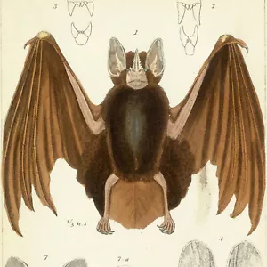 Rare 1837 CUVIER ANIMAL KINGDOM Engraving, Mammalia, Pl. 97 VAMPIRE, JAVELIN BAT - Picture 1 of 7